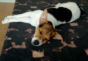 huilaus