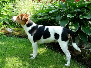 otto