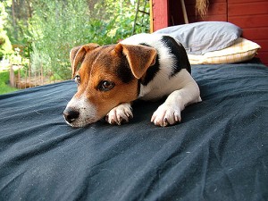 otto1