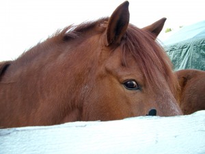 tuisku1