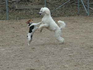 puisto2